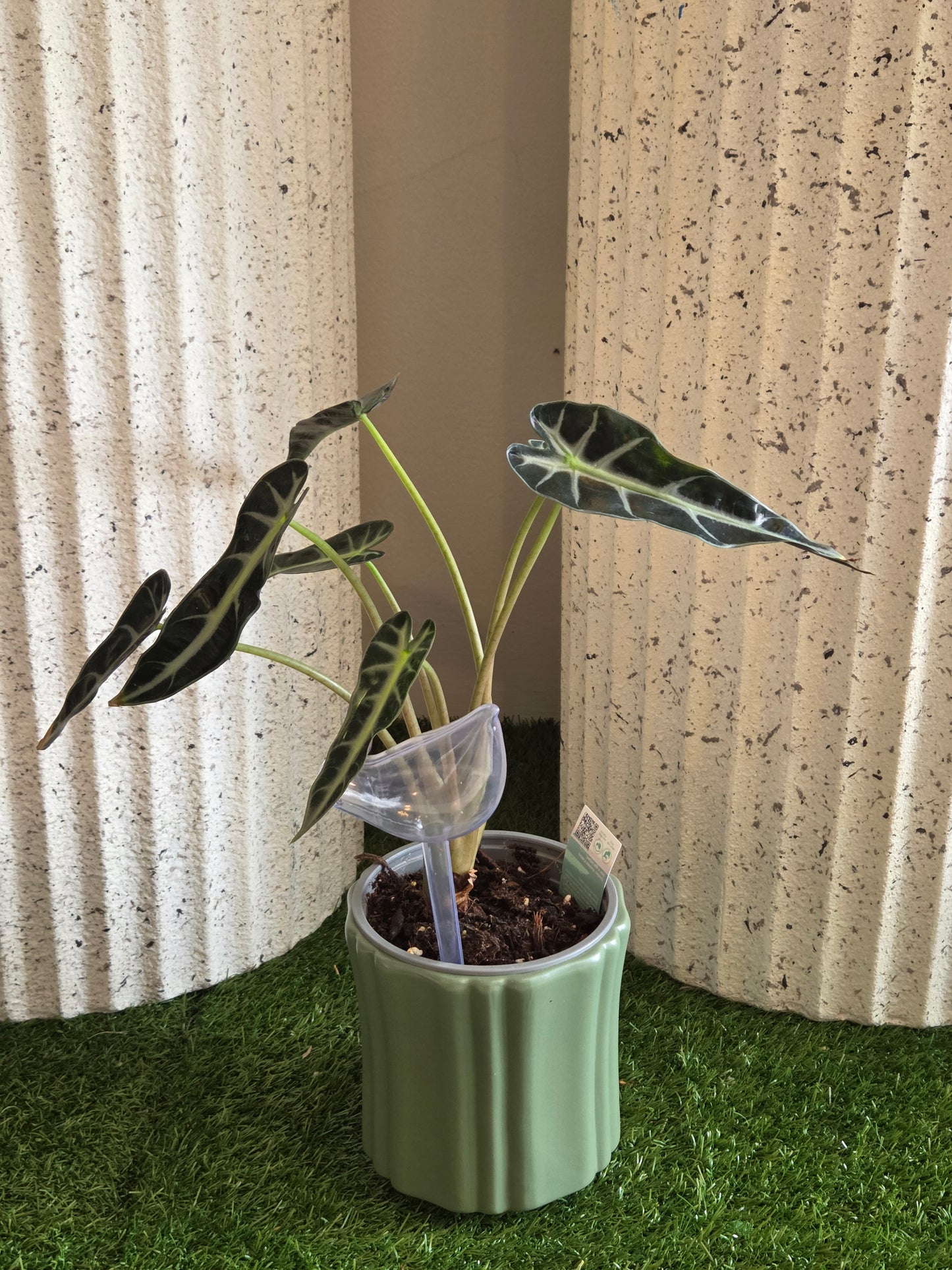 Alocasia Bambino Pot Plant