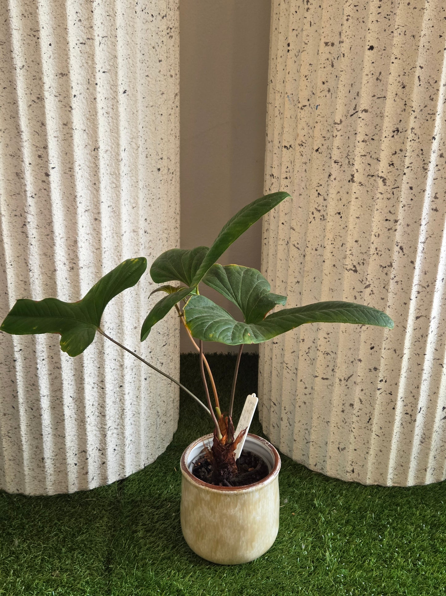 Anthurium Pot Plant