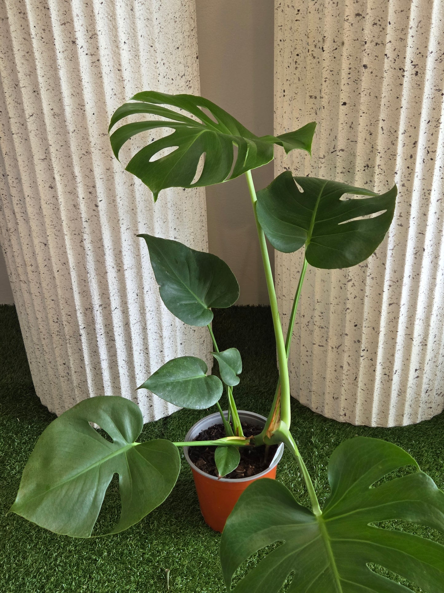 Monstera Deliciosa Pot Plant