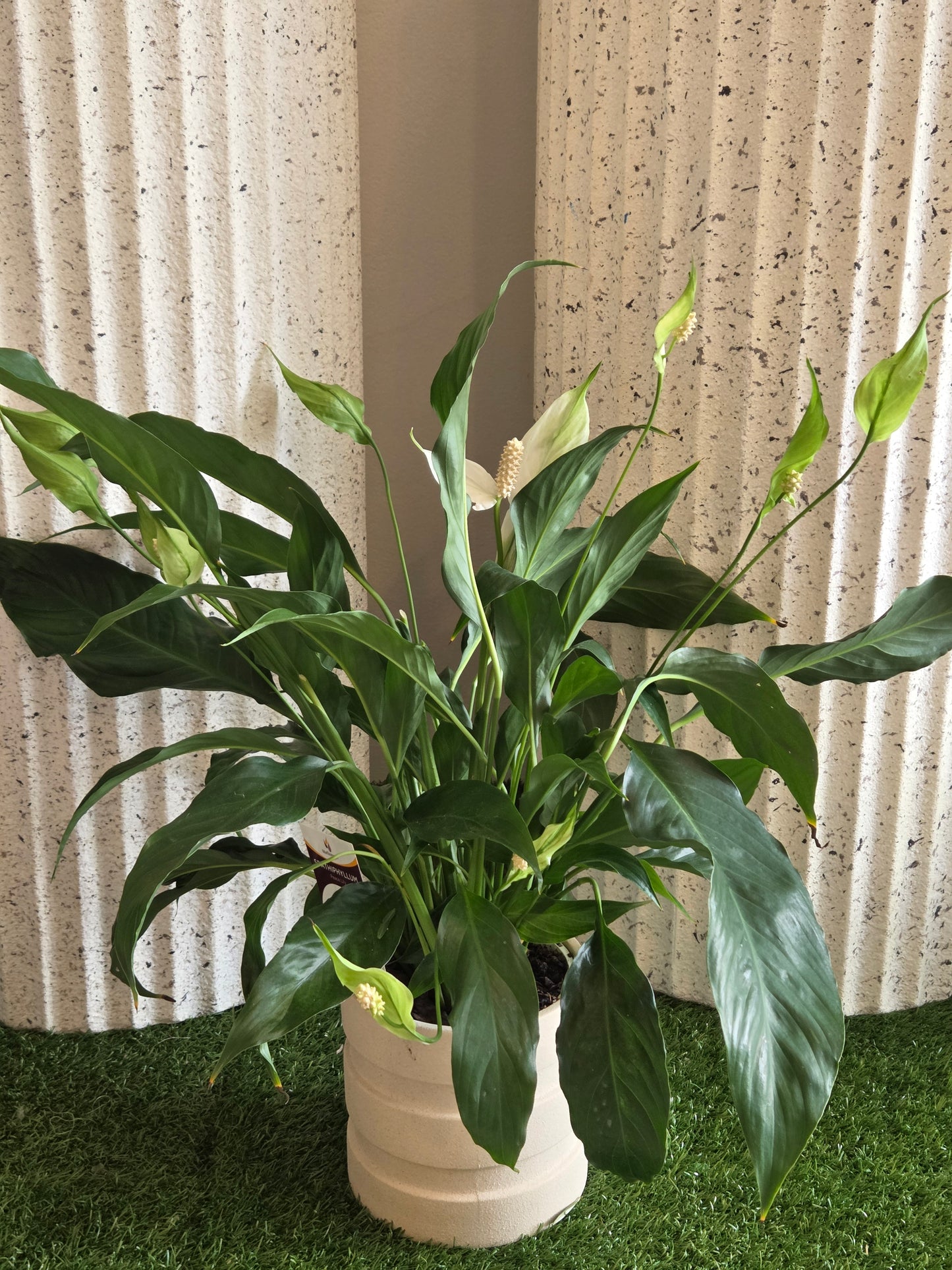 Peace Lily Pot Plant