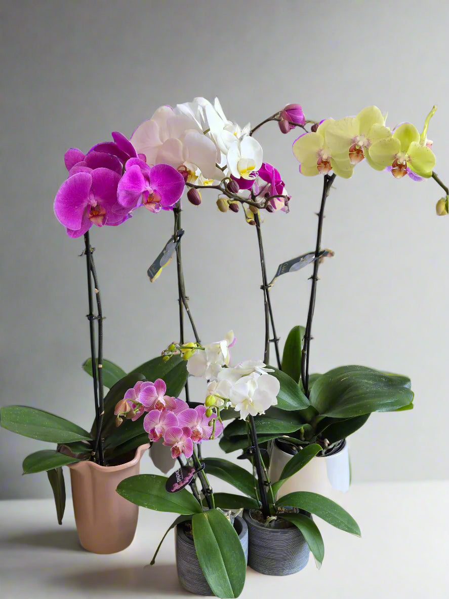 Luxe Phalaenopsis Orchid Plant