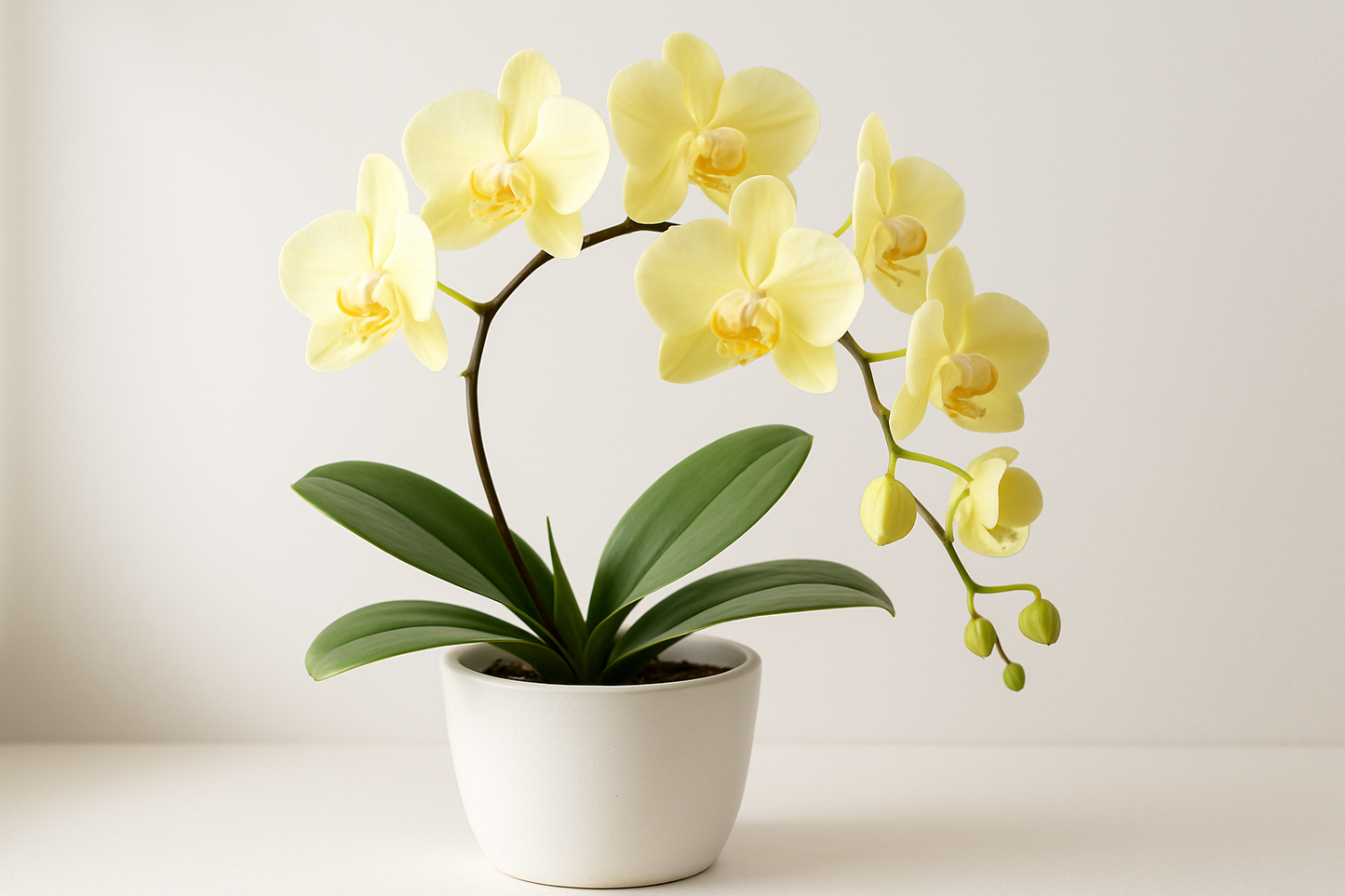 light yellow phalaenopsis orchid in a white pot