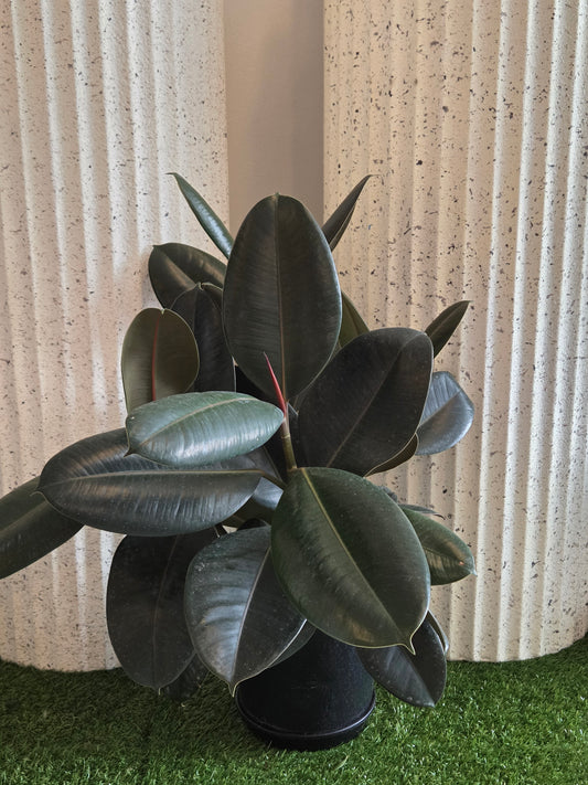 Burgundy Rubber Plant