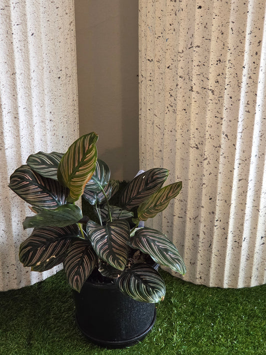Calathea Ornata Pot Plant
