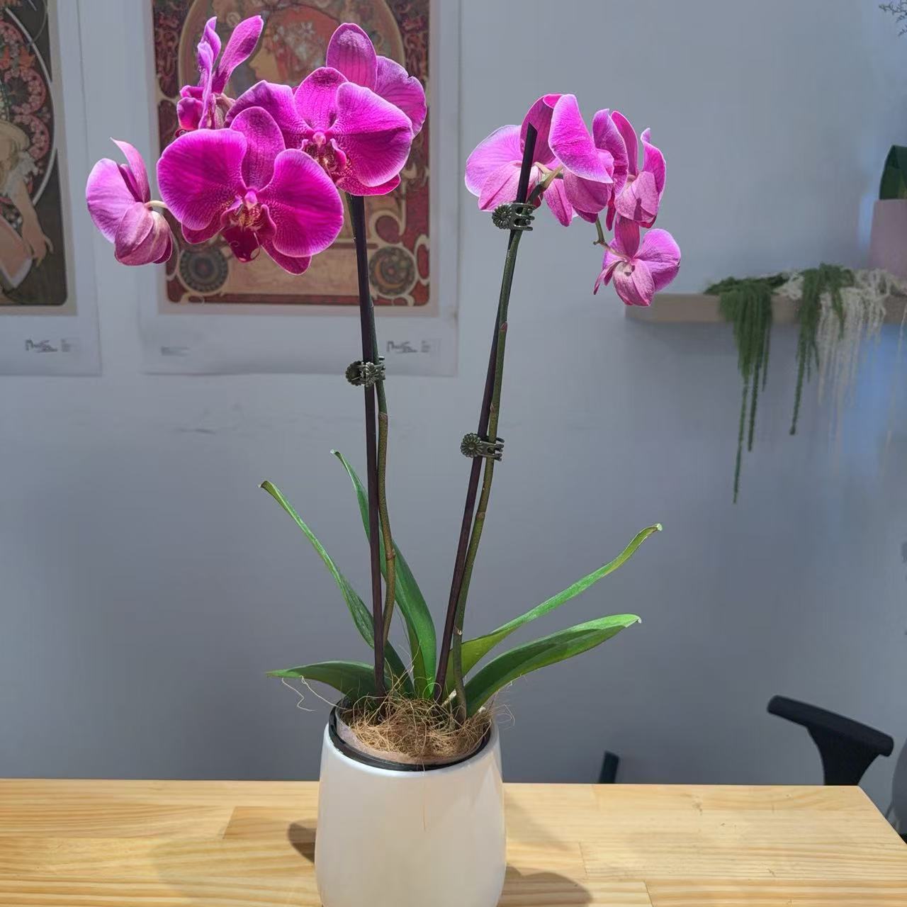 Phalaenopsis Orchid Plant