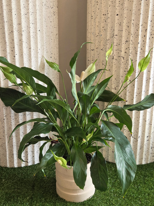 Peace Lily Pot Plant
