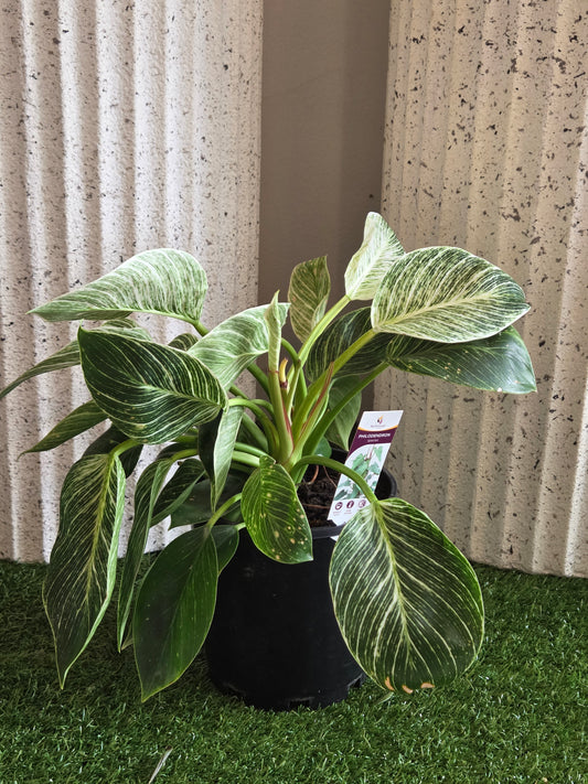 Philodendron Birkin Pot Plant
