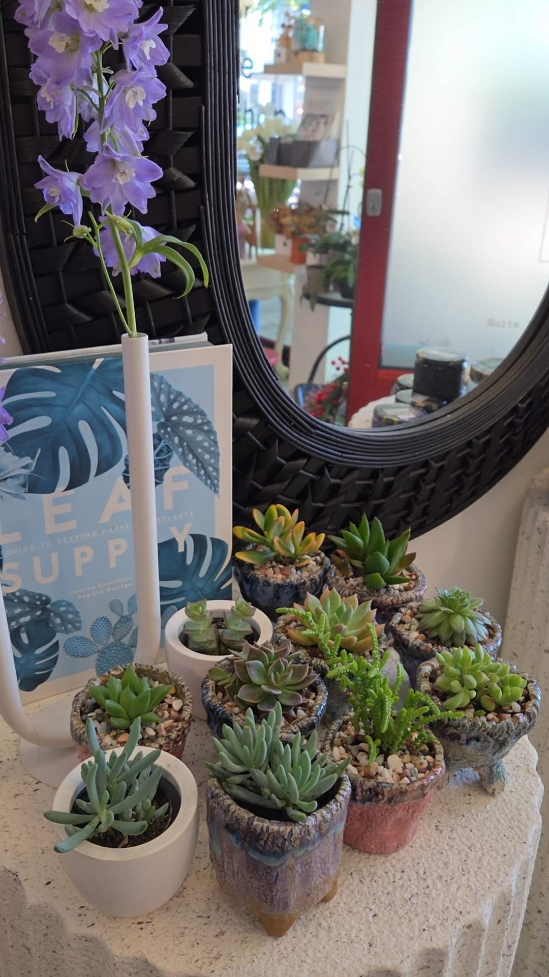 Mini Succulent Collection — The Perfect Little Gift