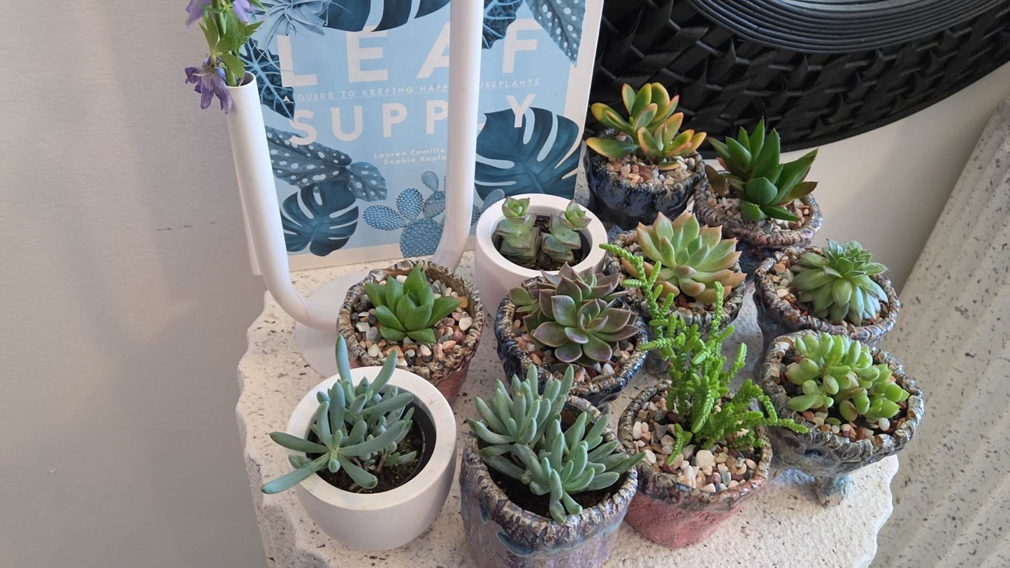 Mini Succulent Collection — The Perfect Little Gift