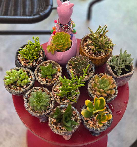 Mini Succulent Collection — The Perfect Little Gift